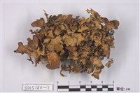 藏品(腎島衣屬)的圖片